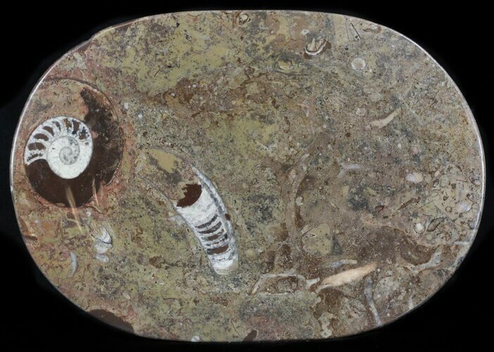 / Fossil Orthoceras & Goniatite Plate - Stoneware #36360